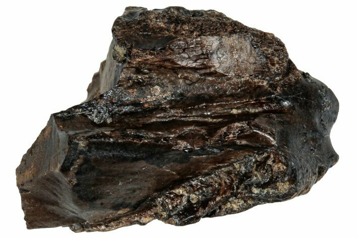 Fossil Dinosaur (Triceratops) Partial Tooth - Montana #288118